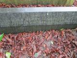 image of grave number 373447